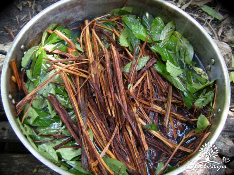 plantmedicijn caapi sessie yagé thee chacruna jurema