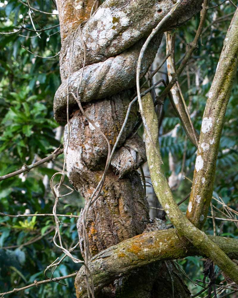 ayahuasca retreat banisteriopsis caapi liaan van de ziel