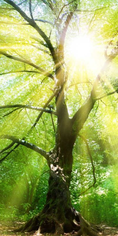 sattvaya akasha yagé ayahuasca trauma verwerking